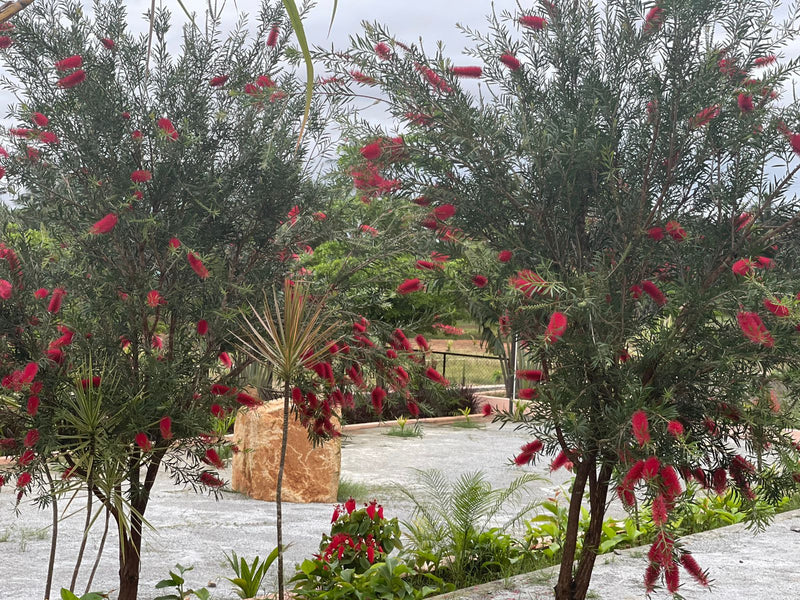 Kadiyam Rajasri Nursery 𝑪𝒐𝒓𝒑𝒐𝒓𝒂𝒕𝒆 𝑷𝒓𝒐𝒋𝒆𝒄𝒕𝒔