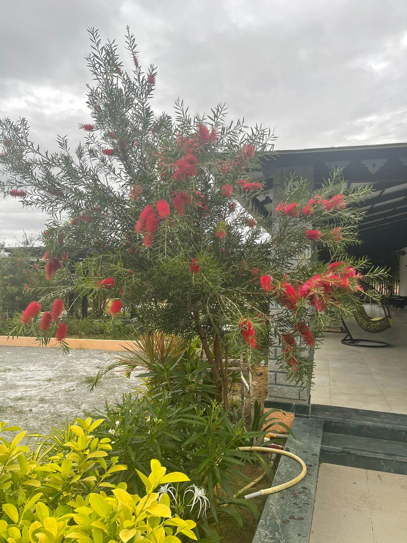 Kadiyam Rajasri Nursery 𝑪𝒐𝒓𝒑𝒐𝒓𝒂𝒕𝒆 𝑷𝒓𝒐𝒋𝒆𝒄𝒕𝒔