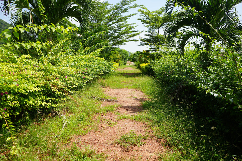 Kadiyam Rajasri Nursery 𝑳𝒂𝒏𝒅𝒔𝒄𝒂𝒑𝒆 𝑷𝒓𝒐𝒋𝒆𝒄𝒕𝒔