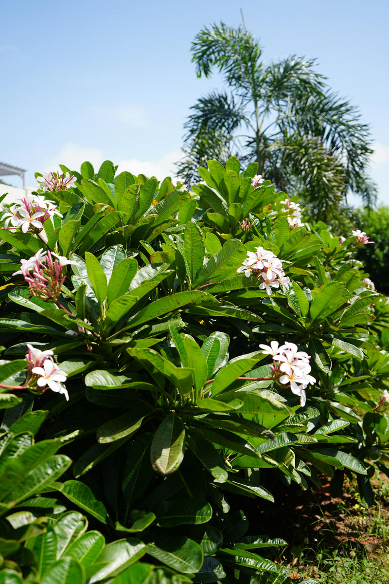 Kadiyam Rajasri Nursery 𝑳𝒂𝒏𝒅𝒔𝒄𝒂𝒑𝒆 𝑷𝒓𝒐𝒋𝒆𝒄𝒕𝒔