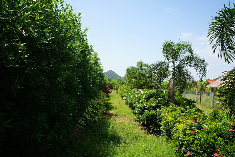 Kadiyam Rajasri Nursery 𝑳𝒂𝒏𝒅𝒔𝒄𝒂𝒑𝒆 𝑷𝒓𝒐𝒋𝒆𝒄𝒕𝒔