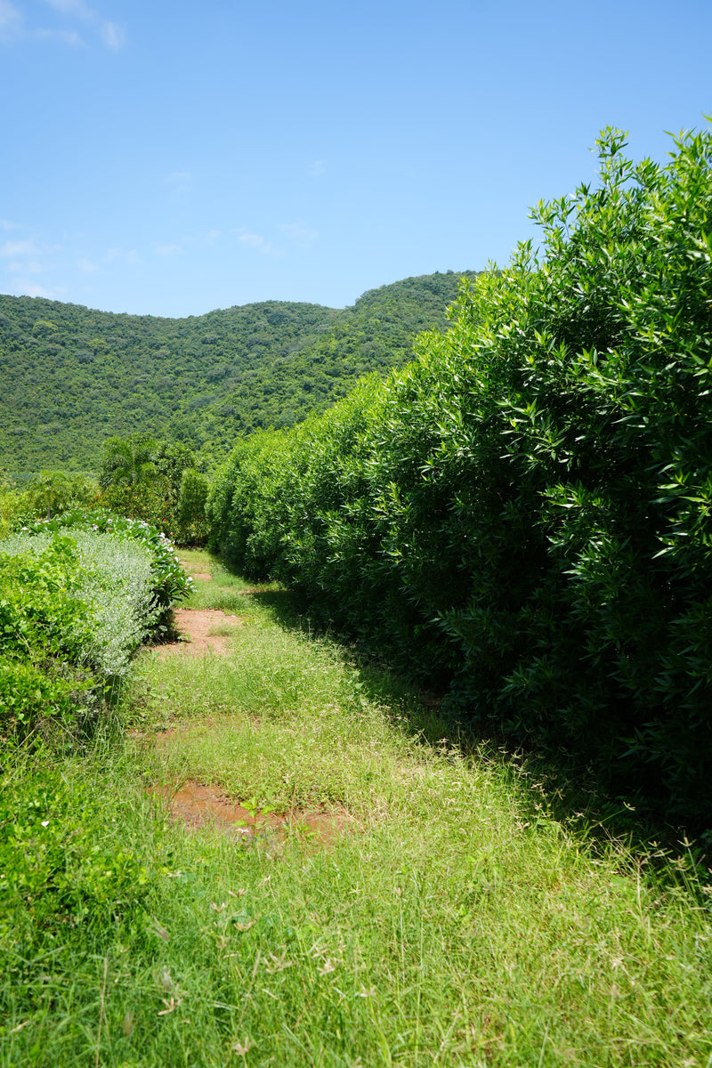 Kadiyam Rajasri Nursery 𝑳𝒂𝒏𝒅𝒔𝒄𝒂𝒑𝒆 𝑷𝒓𝒐𝒋𝒆𝒄𝒕𝒔