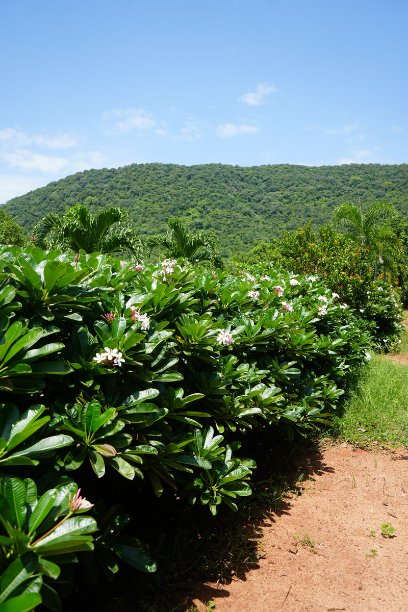 Kadiyam Rajasri Nursery 𝑳𝒂𝒏𝒅𝒔𝒄𝒂𝒑𝒆 𝑷𝒓𝒐𝒋𝒆𝒄𝒕𝒔