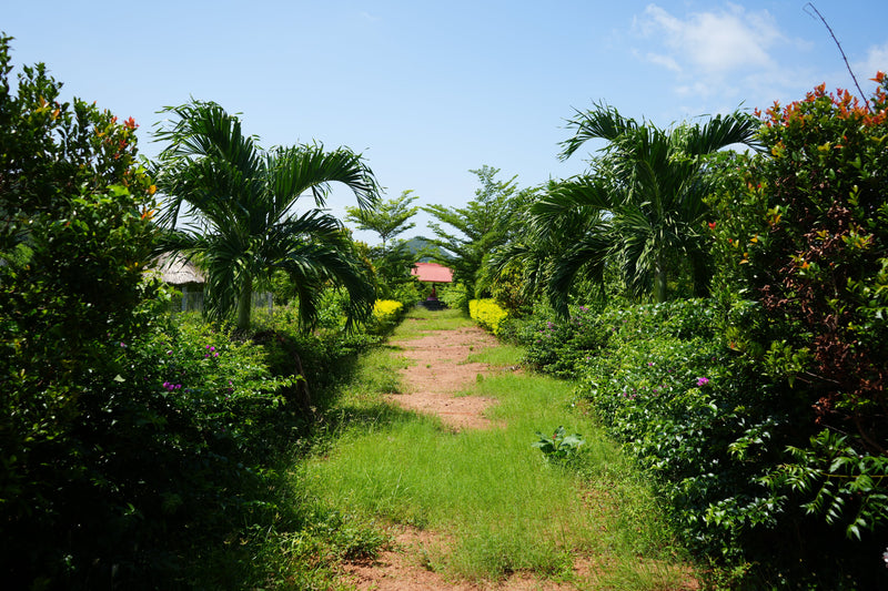 Kadiyam Rajasri Nursery 𝑳𝒂𝒏𝒅𝒔𝒄𝒂𝒑𝒆 𝑷𝒓𝒐𝒋𝒆𝒄𝒕𝒔