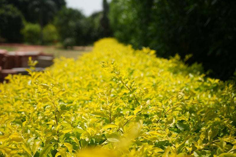 Kadiyam Rajasri Nursery 𝑳𝒂𝒏𝒅𝒔𝒄𝒂𝒑𝒆 𝑷𝒓𝒐𝒋𝒆𝒄𝒕𝒔