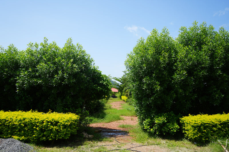 Kadiyam Rajasri Nursery 𝑳𝒂𝒏𝒅𝒔𝒄𝒂𝒑𝒆 𝑷𝒓𝒐𝒋𝒆𝒄𝒕𝒔