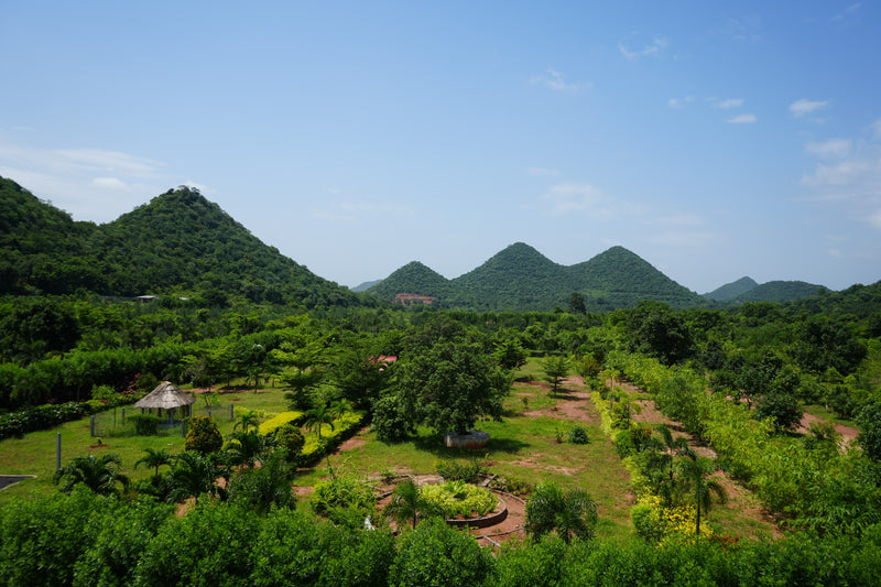 Kadiyam Rajasri Nursery 𝑳𝒂𝒏𝒅𝒔𝒄𝒂𝒑𝒆 𝑷𝒓𝒐𝒋𝒆𝒄𝒕𝒔