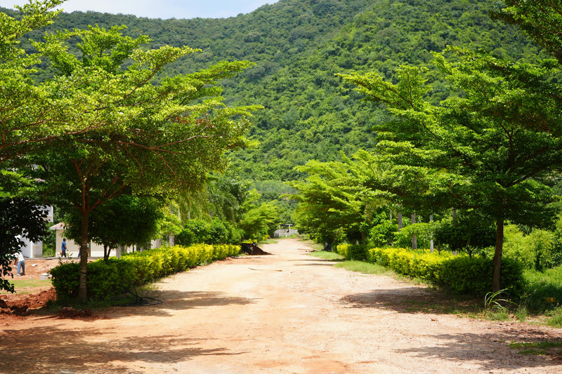 Kadiyam Rajasri Nursery 𝑳𝒂𝒏𝒅𝒔𝒄𝒂𝒑𝒆 𝑷𝒓𝒐𝒋𝒆𝒄𝒕𝒔