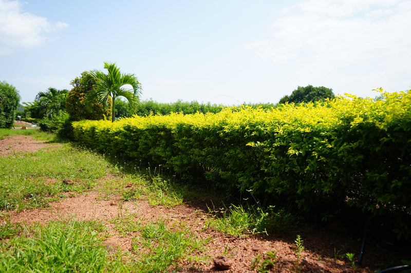 Kadiyam Rajasri Nursery 𝑳𝒂𝒏𝒅𝒔𝒄𝒂𝒑𝒆 𝑷𝒓𝒐𝒋𝒆𝒄𝒕𝒔