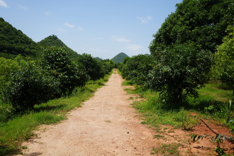 Kadiyam Rajasri Nursery 𝑳𝒂𝒏𝒅𝒔𝒄𝒂𝒑𝒆 𝑷𝒓𝒐𝒋𝒆𝒄𝒕𝒔