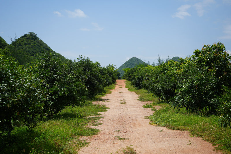 Kadiyam Rajasri Nursery 𝑳𝒂𝒏𝒅𝒔𝒄𝒂𝒑𝒆 𝑷𝒓𝒐𝒋𝒆𝒄𝒕𝒔