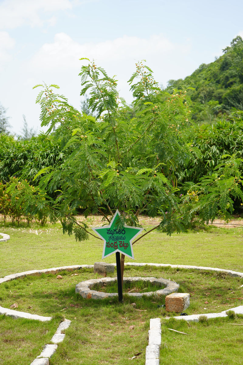 Kadiyam Rajasri Nursery 𝑳𝒂𝒏𝒅𝒔𝒄𝒂𝒑𝒆 𝑷𝒓𝒐𝒋𝒆𝒄𝒕𝒔