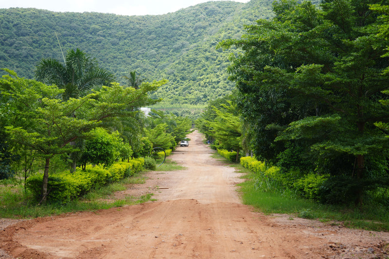 Kadiyam Rajasri Nursery 𝑳𝒂𝒏𝒅𝒔𝒄𝒂𝒑𝒆 𝑷𝒓𝒐𝒋𝒆𝒄𝒕𝒔