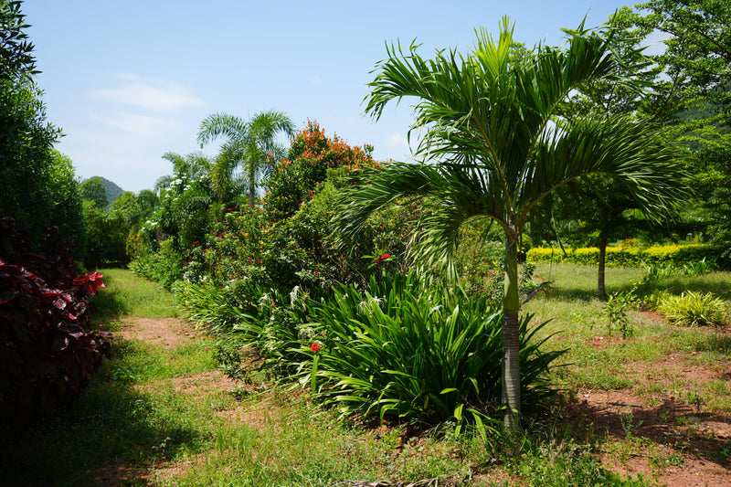 Kadiyam Rajasri Nursery 𝑳𝒂𝒏𝒅𝒔𝒄𝒂𝒑𝒆 𝑷𝒓𝒐𝒋𝒆𝒄𝒕𝒔