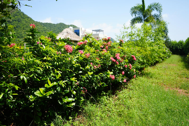 Kadiyam Rajasri Nursery 𝑳𝒂𝒏𝒅𝒔𝒄𝒂𝒑𝒆 𝑷𝒓𝒐𝒋𝒆𝒄𝒕𝒔