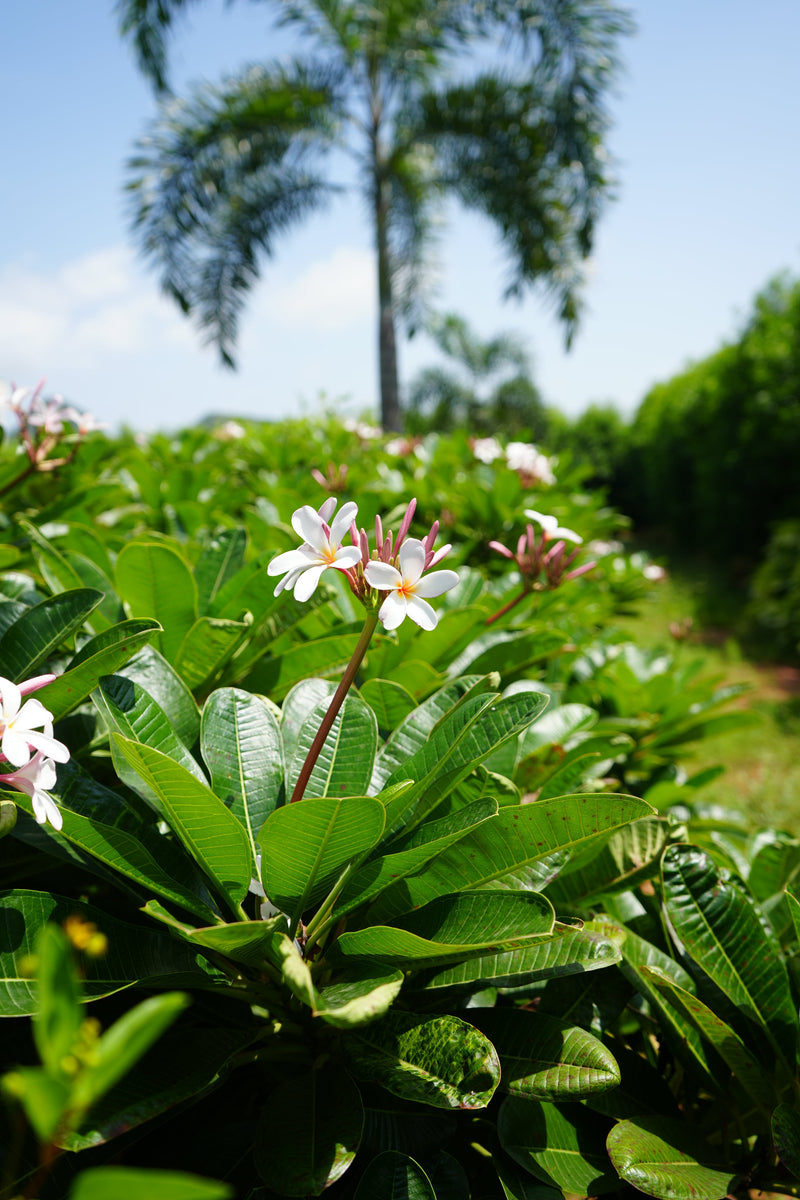 Kadiyam Rajasri Nursery 𝑳𝒂𝒏𝒅𝒔𝒄𝒂𝒑𝒆 𝑷𝒓𝒐𝒋𝒆𝒄𝒕𝒔