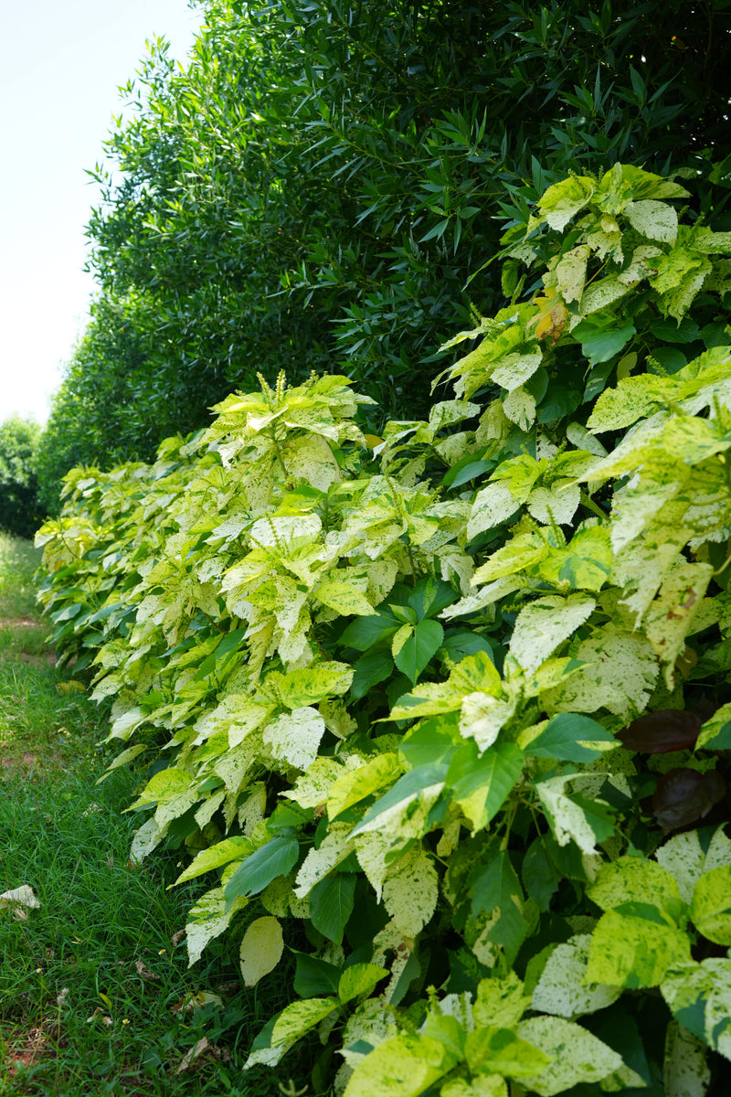 Kadiyam Rajasri Nursery 𝑳𝒂𝒏𝒅𝒔𝒄𝒂𝒑𝒆 𝑷𝒓𝒐𝒋𝒆𝒄𝒕𝒔