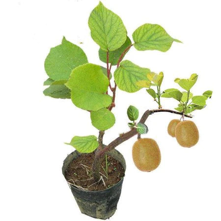 Kiwi Actinidia