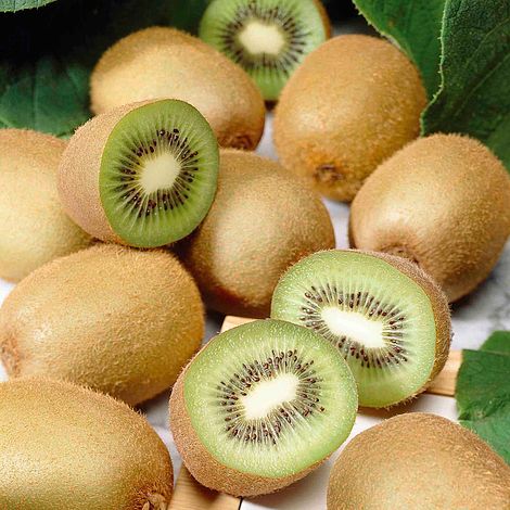 Kiwi Actinidia