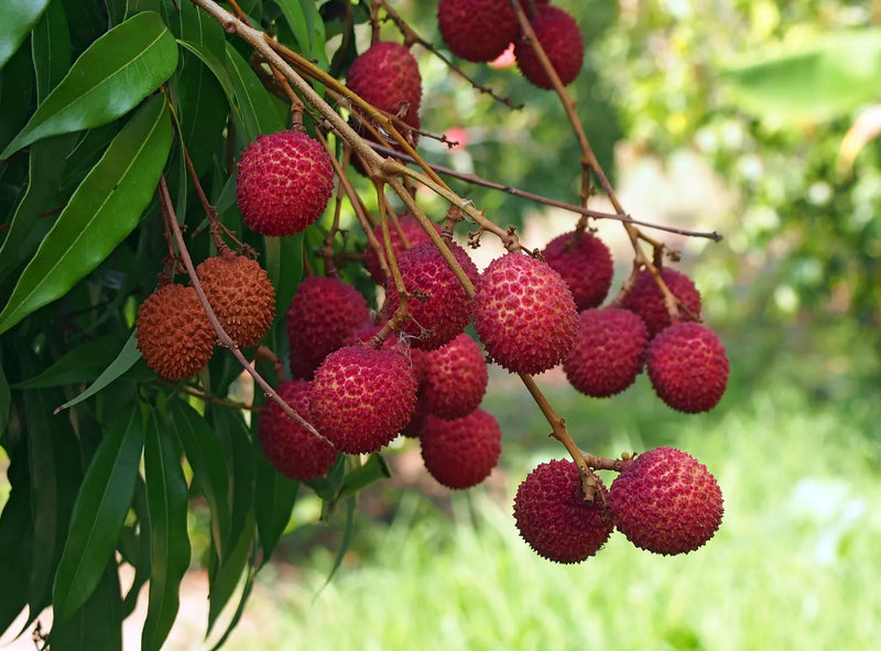 Lychee Litchi Chinensis