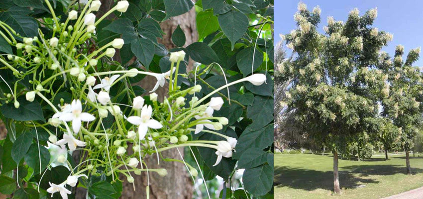 Millingtonia Hortensis Indian Cork Tree