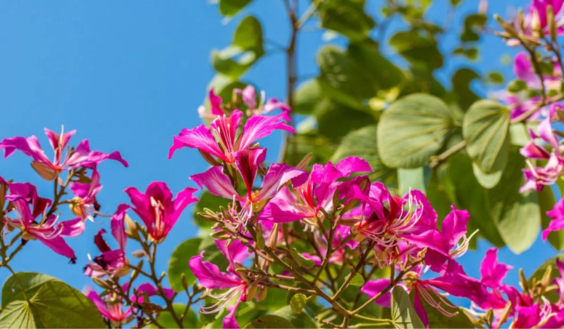 Bauhinia Tree