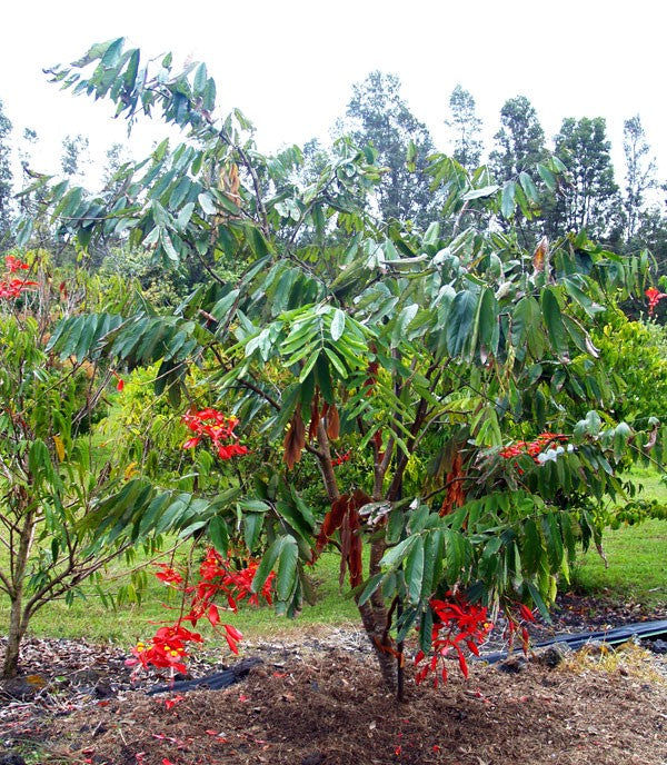 Pride of Burma, Orchid Trees