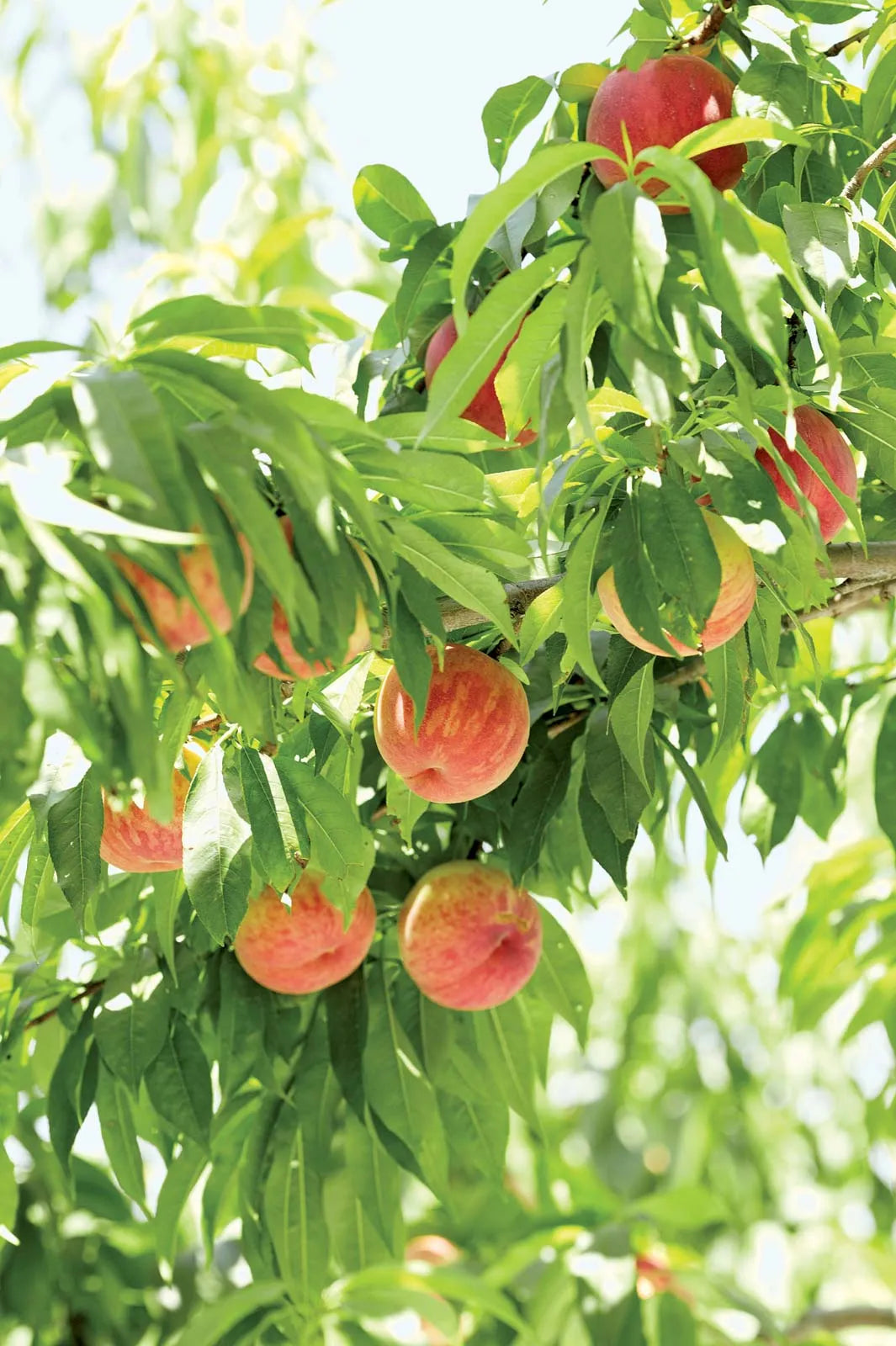 Peach Fruit Plants