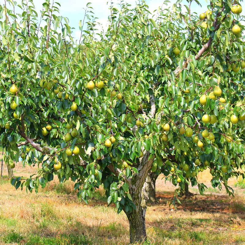 Pear Pyrus Communis