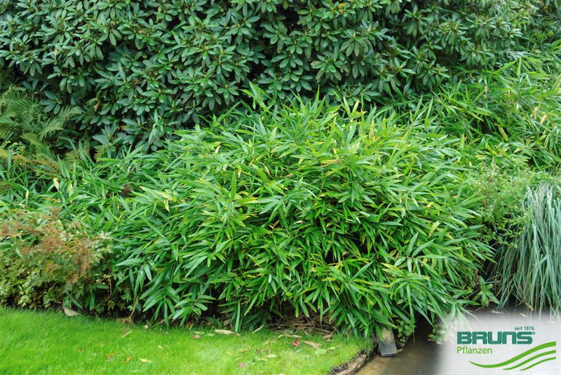Arundinaria Pumila - Dwarf Bamboo Plant