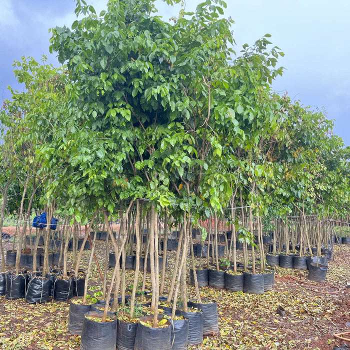 Pongamia Pinnata Individual Tree Best Pongamia Pinnata Tree Plants Nurseries In Kadiyam India Karanja ...
