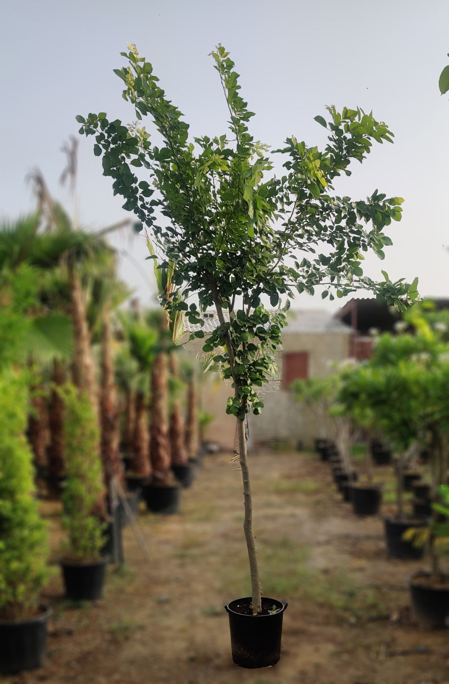 Pongamia Pinnata Individual Tree Best Pongamia Pinnata Tree Plants Nurseries In Kadiyam India Karanja ...