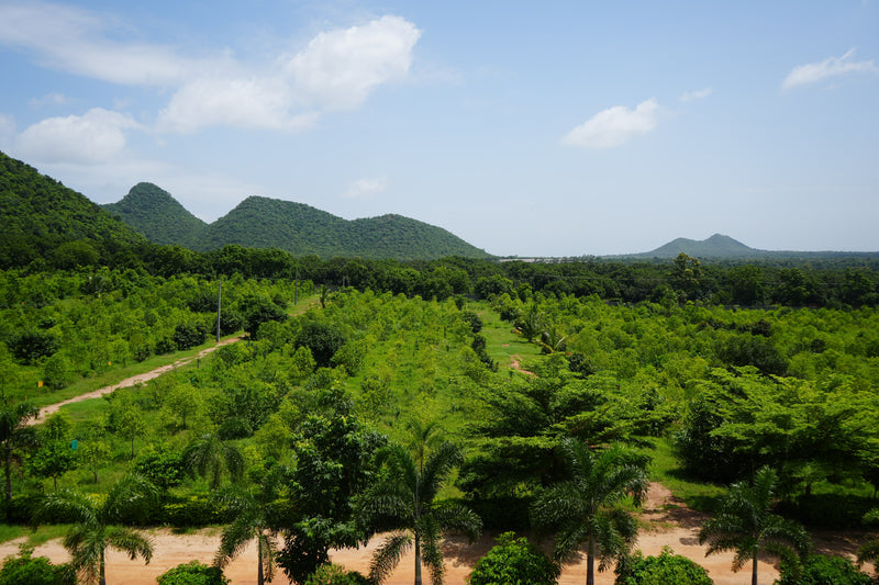 Kadiyam Rajasri Nursery 𝑭𝒂𝒓𝒎𝑳𝒂𝒏𝒅 𝑷𝒓𝒐𝒋𝒆𝒄𝒕𝒔