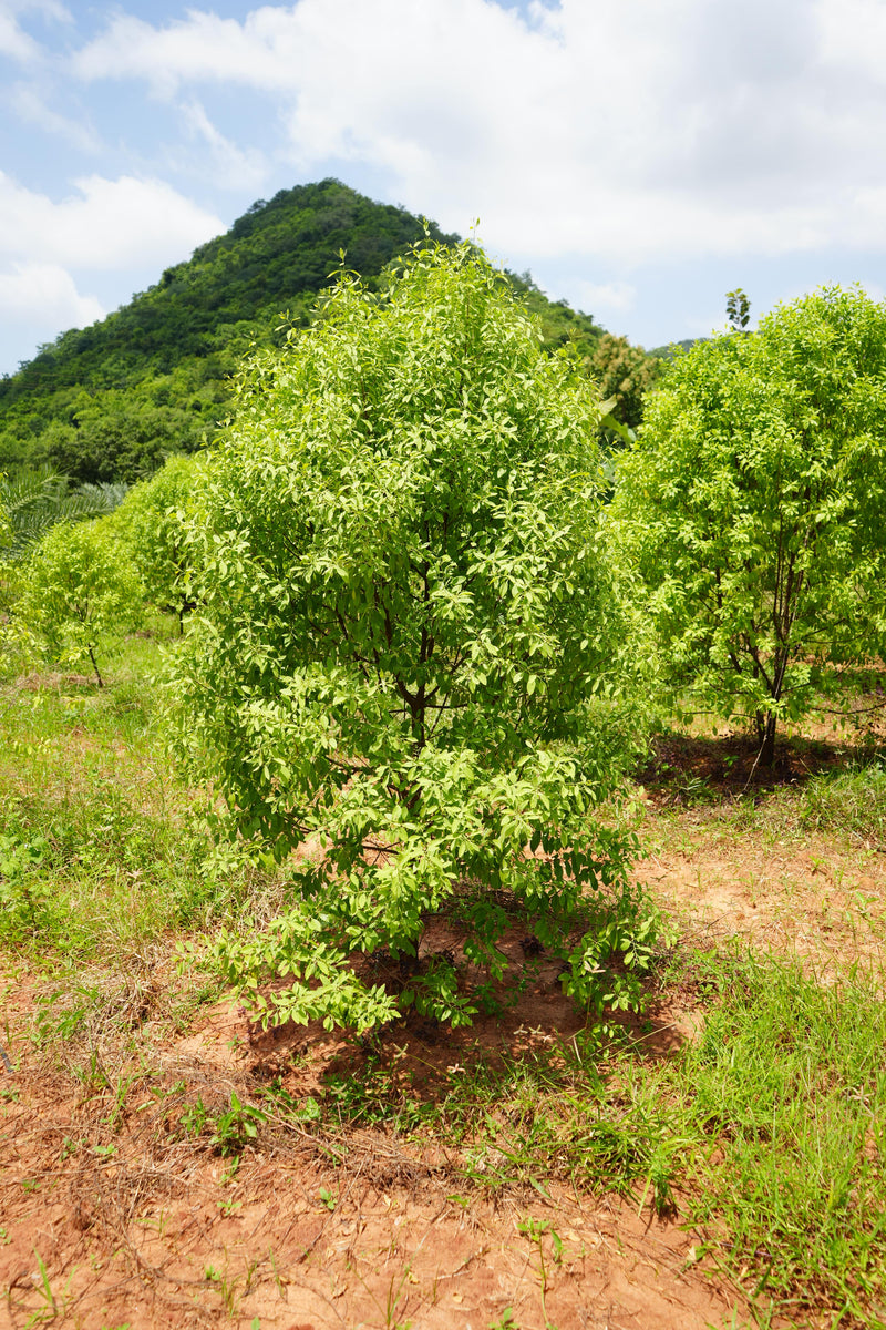 Kadiyam Rajasri Nursery 𝑭𝒂𝒓𝒎𝑳𝒂𝒏𝒅 𝑷𝒓𝒐𝒋𝒆𝒄𝒕𝒔