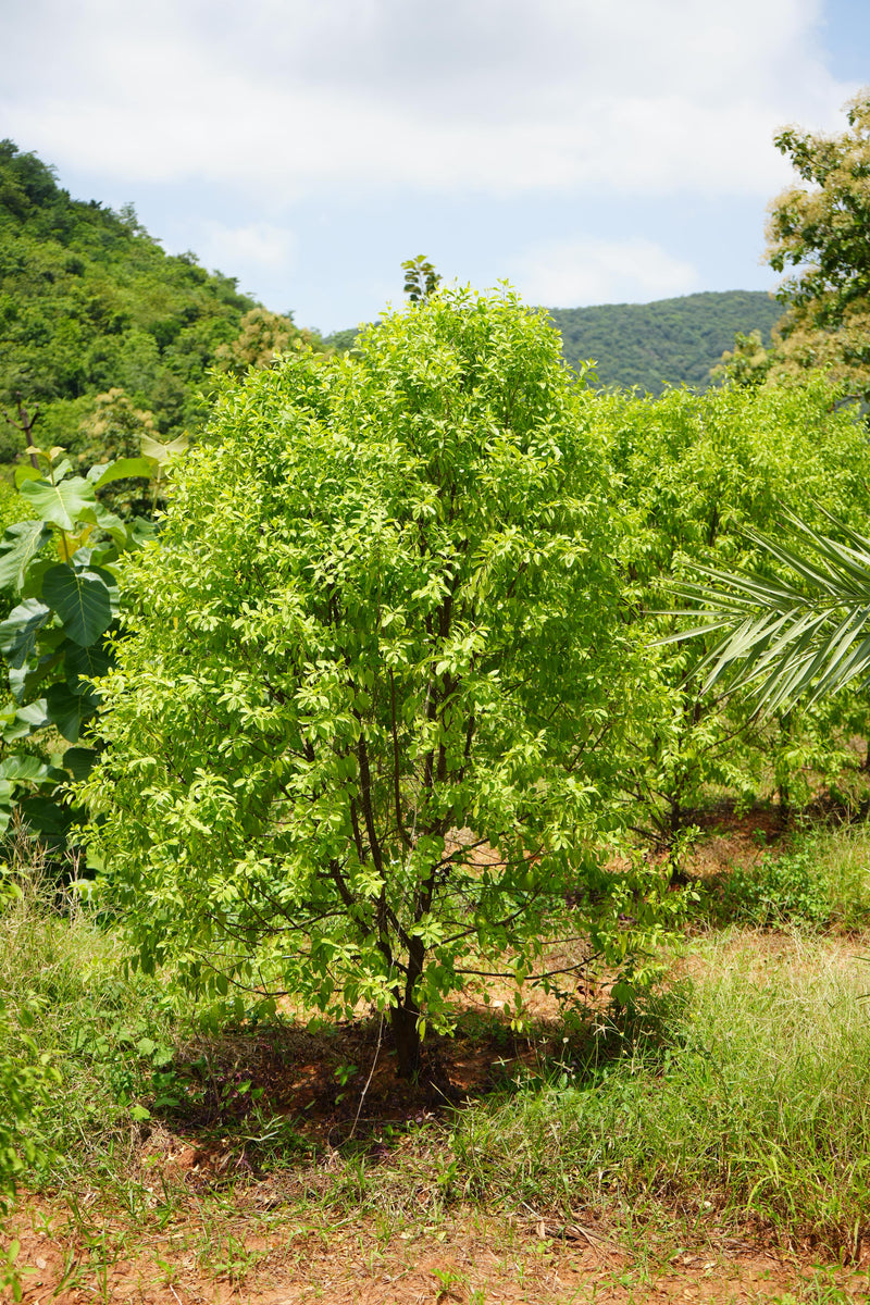 Kadiyam Rajasri Nursery 𝑭𝒂𝒓𝒎𝑳𝒂𝒏𝒅 𝑷𝒓𝒐𝒋𝒆𝒄𝒕𝒔