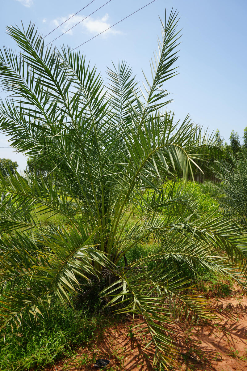 Kadiyam Rajasri Nursery 𝑭𝒂𝒓𝒎𝑳𝒂𝒏𝒅 𝑷𝒓𝒐𝒋𝒆𝒄𝒕𝒔