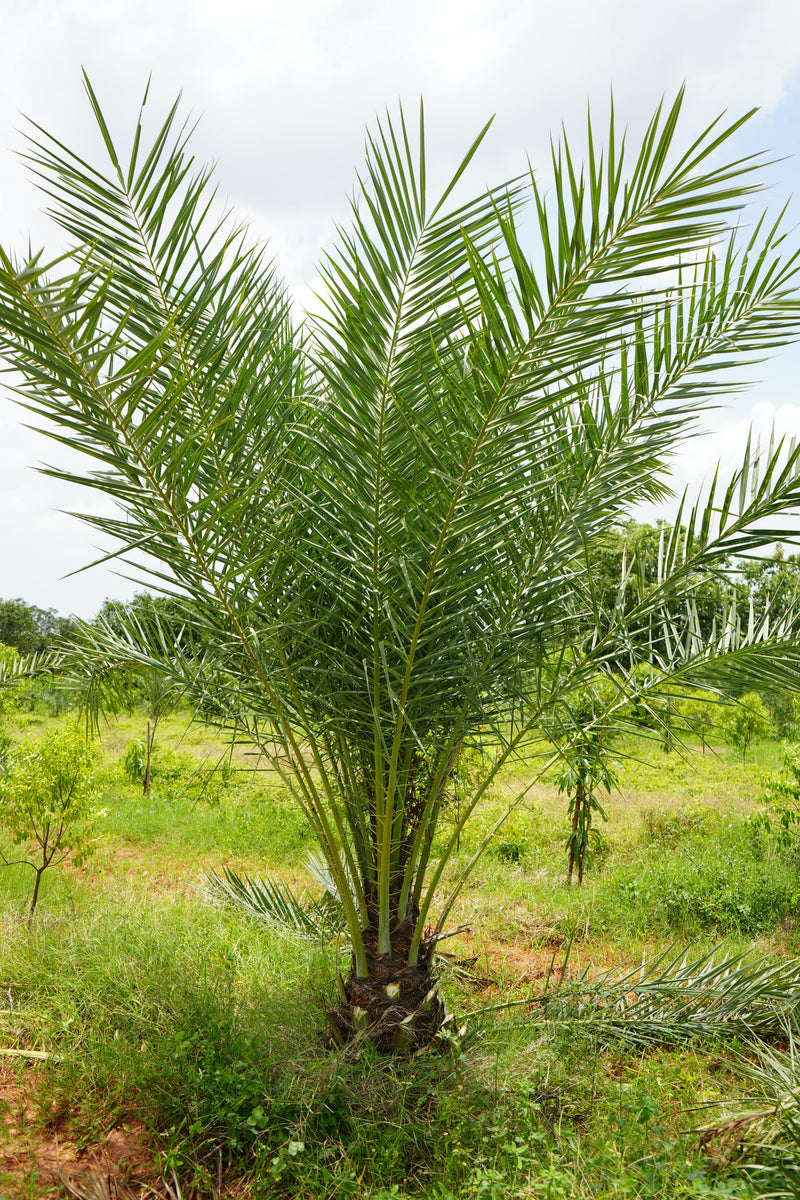 Kadiyam Rajasri Nursery 𝑭𝒂𝒓𝒎𝑳𝒂𝒏𝒅 𝑷𝒓𝒐𝒋𝒆𝒄𝒕𝒔