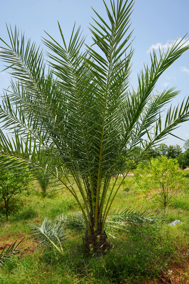 Kadiyam Rajasri Nursery 𝑭𝒂𝒓𝒎𝑳𝒂𝒏𝒅 𝑷𝒓𝒐𝒋𝒆𝒄𝒕𝒔