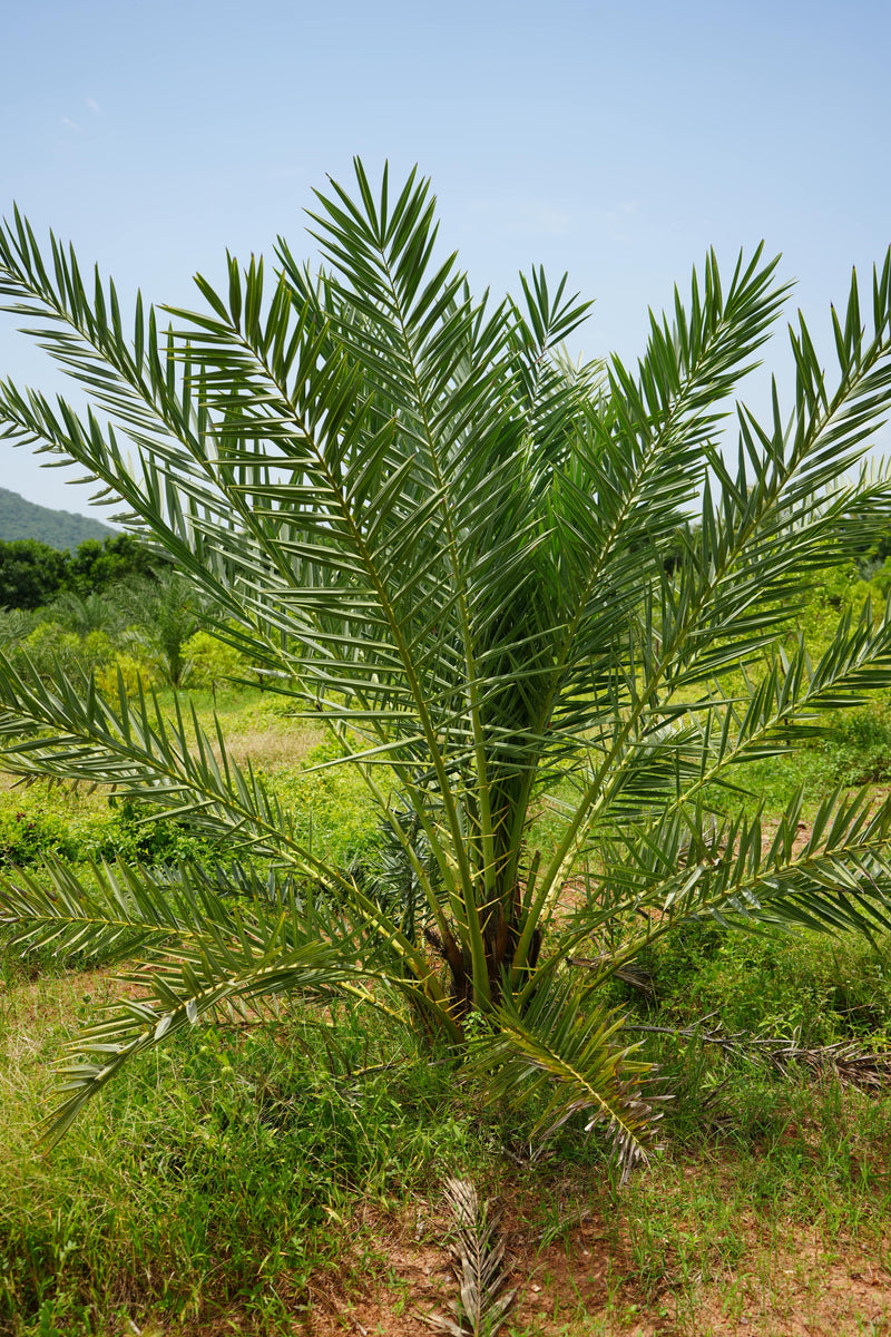 Kadiyam Rajasri Nursery 𝑭𝒂𝒓𝒎𝑳𝒂𝒏𝒅 𝑷𝒓𝒐𝒋𝒆𝒄𝒕𝒔