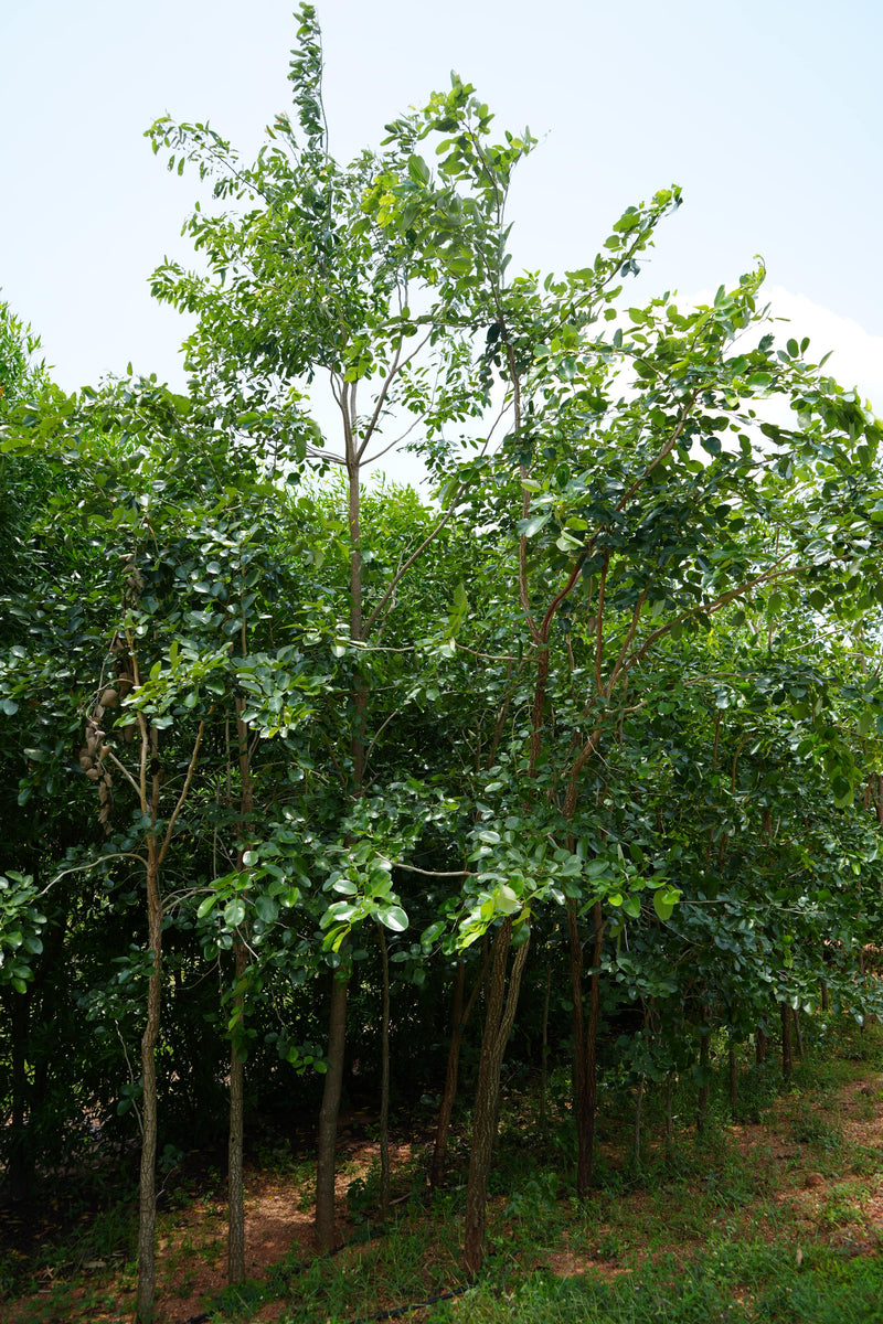 Kadiyam Rajasri Nursery 𝑭𝒂𝒓𝒎𝑳𝒂𝒏𝒅 𝑷𝒓𝒐𝒋𝒆𝒄𝒕𝒔