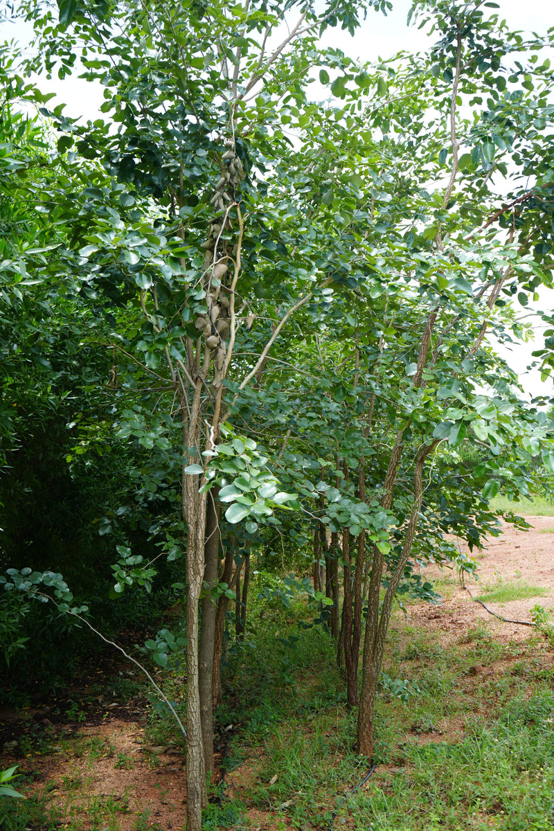 Kadiyam Rajasri Nursery 𝑭𝒂𝒓𝒎𝑳𝒂𝒏𝒅 𝑷𝒓𝒐𝒋𝒆𝒄𝒕𝒔