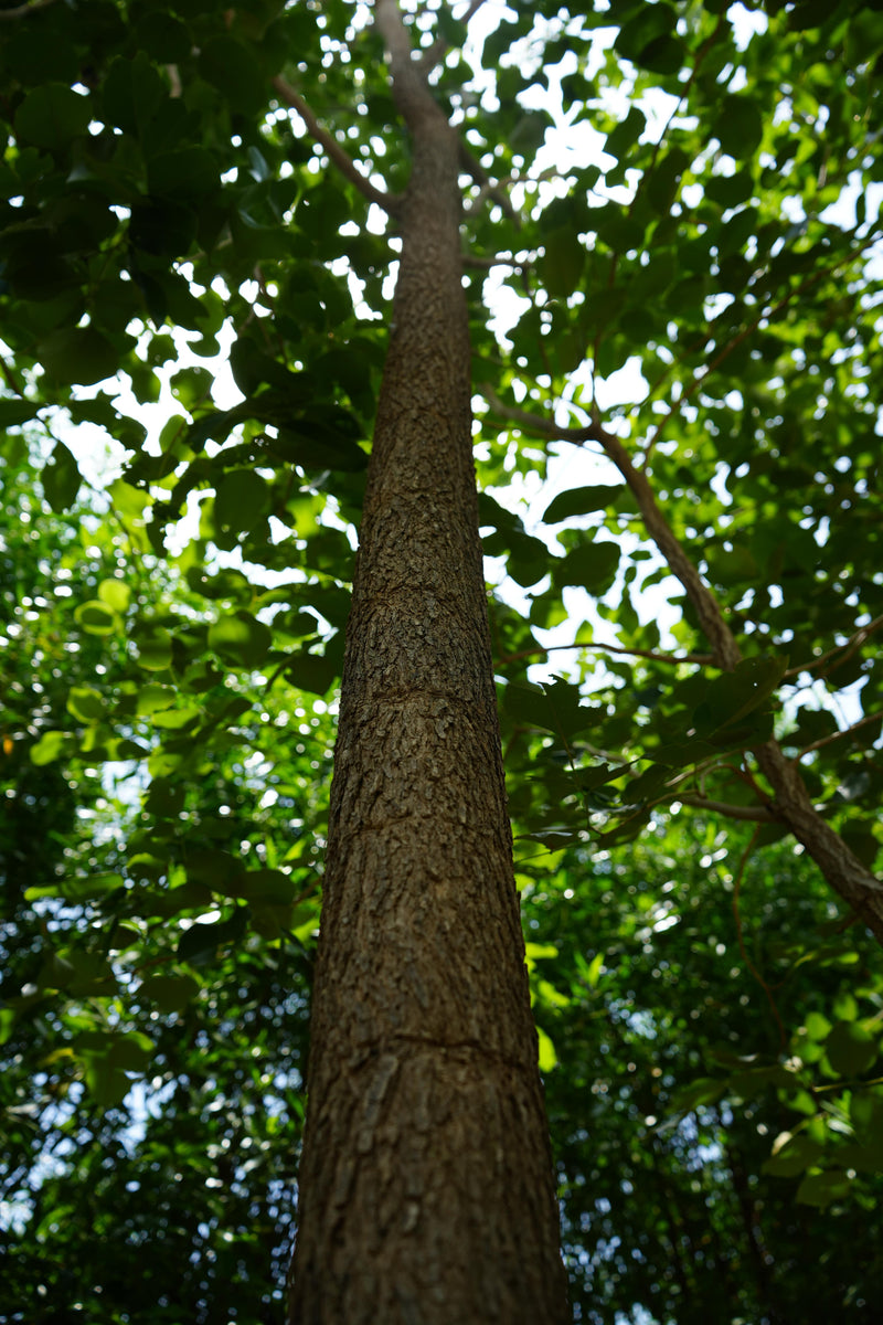 Kadiyam Rajasri Nursery 𝑭𝒂𝒓𝒎𝑳𝒂𝒏𝒅 𝑷𝒓𝒐𝒋𝒆𝒄𝒕𝒔