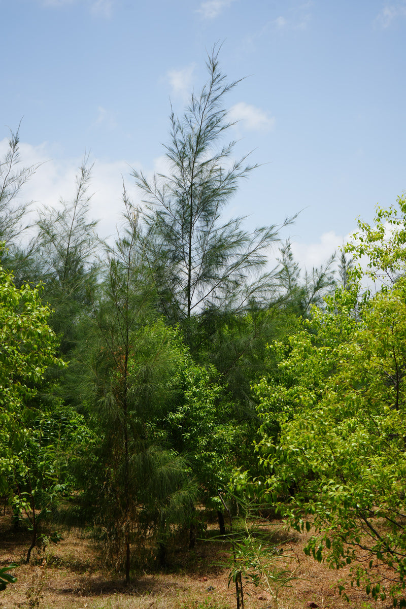 Kadiyam Rajasri Nursery 𝑭𝒂𝒓𝒎𝑳𝒂𝒏𝒅 𝑷𝒓𝒐𝒋𝒆𝒄𝒕𝒔