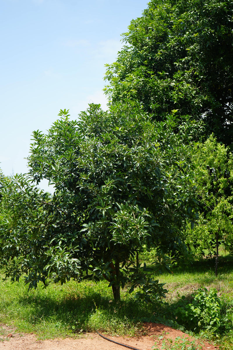 Kadiyam Rajasri Nursery 𝑭𝒂𝒓𝒎𝑳𝒂𝒏𝒅 𝑷𝒓𝒐𝒋𝒆𝒄𝒕𝒔