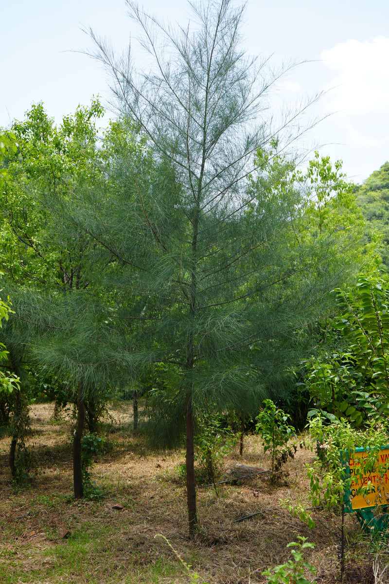 Kadiyam Rajasri Nursery 𝑭𝒂𝒓𝒎𝑳𝒂𝒏𝒅 𝑷𝒓𝒐𝒋𝒆𝒄𝒕𝒔