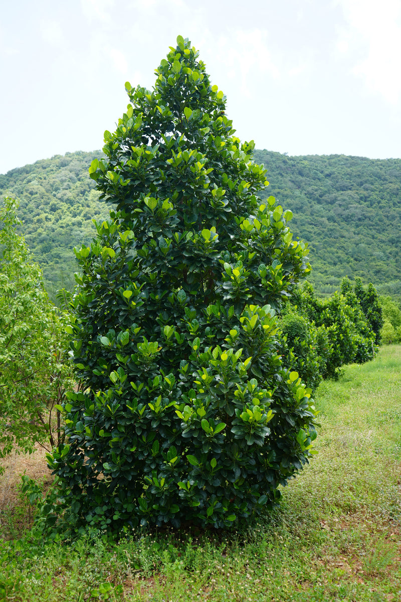 Kadiyam Rajasri Nursery 𝑭𝒂𝒓𝒎𝑳𝒂𝒏𝒅 𝑷𝒓𝒐𝒋𝒆𝒄𝒕𝒔