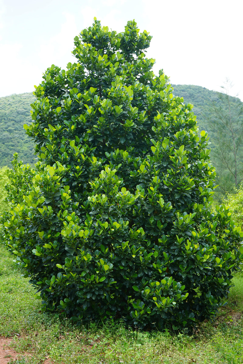 Kadiyam Rajasri Nursery 𝑭𝒂𝒓𝒎𝑳𝒂𝒏𝒅 𝑷𝒓𝒐𝒋𝒆𝒄𝒕𝒔