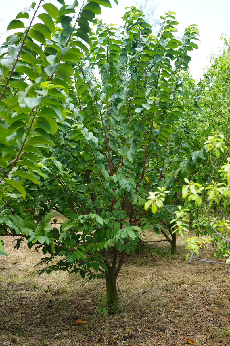 Kadiyam Rajasri Nursery 𝑭𝒂𝒓𝒎𝑳𝒂𝒏𝒅 𝑷𝒓𝒐𝒋𝒆𝒄𝒕𝒔