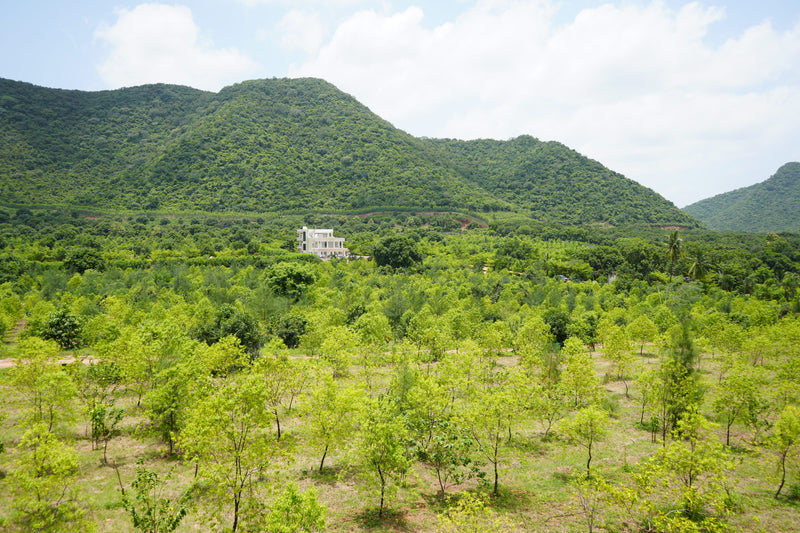 Kadiyam Rajasri Nursery 𝑭𝒂𝒓𝒎𝑳𝒂𝒏𝒅 𝑷𝒓𝒐𝒋𝒆𝒄𝒕𝒔