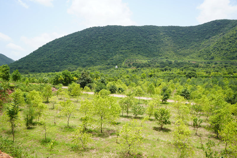 Kadiyam Rajasri Nursery 𝑭𝒂𝒓𝒎𝑳𝒂𝒏𝒅 𝑷𝒓𝒐𝒋𝒆𝒄𝒕𝒔